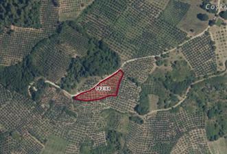 C21 Cius; Hamidiye Köyünde Yola 127 mt Cepheli Zeytinlik - 2 - 30637