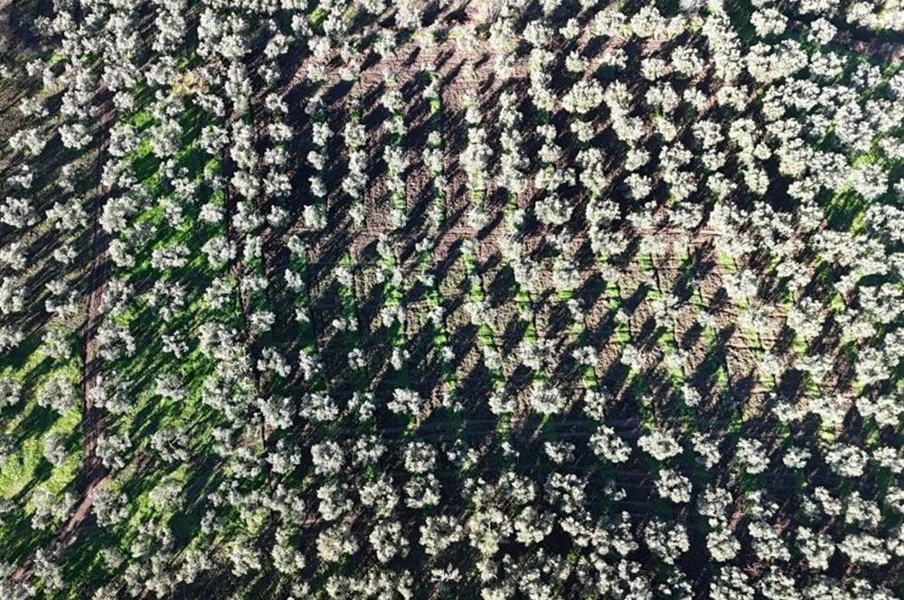 C21 Cius; Hamidiye Köyünde Yola Yakın Bakımlı Zeytinlik