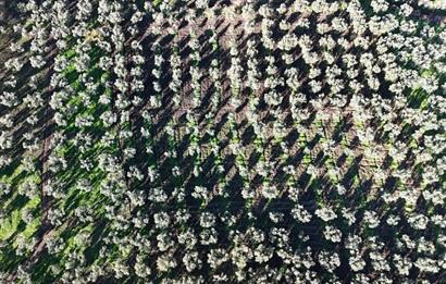 C21 Cius; Hamidiye Köyünde Yola Yakın Bakımlı Zeytinlik