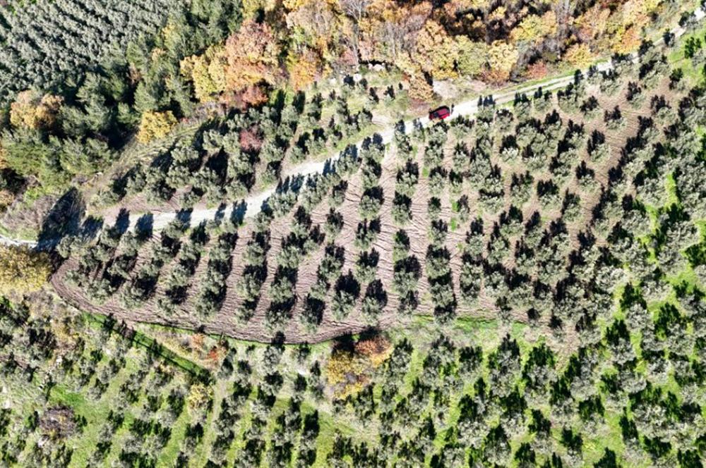 C21 Cius; Hamidiye Köyünde Yola 127 mt Cepheli Zeytinlik