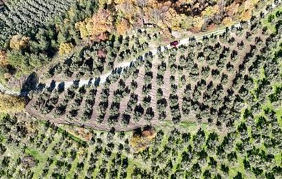 C21 Cius; Hamidiye Köyünde Yola 127 mt Cepheli Zeytinlik