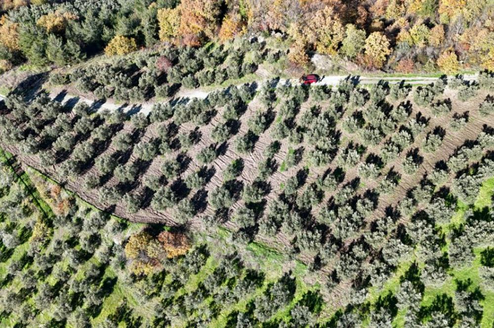 C21 Cius; Hamidiye Köyünde Yola 127 mt Cepheli Zeytinlik