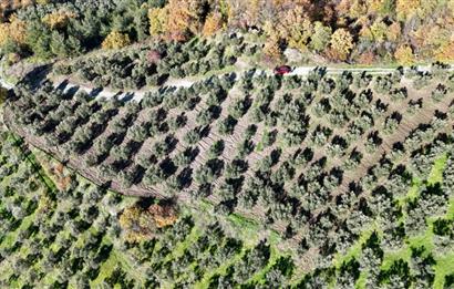 C21 Cius; Hamidiye Köyünde Yola 127 mt Cepheli Zeytinlik