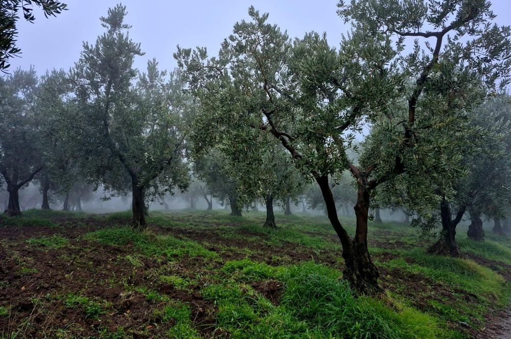 C21 Cius; Hamidiye Köyünde Yola 127 mt Cepheli Zeytinlik