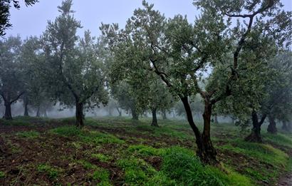 C21 Cius; Hamidiye Köyünde Yola 127 mt Cepheli Zeytinlik
