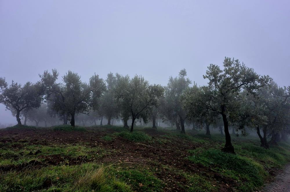 C21 Cius; Hamidiye Köyünde Yola 127 mt Cepheli Zeytinlik