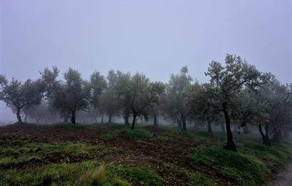 C21 Cius; Hamidiye Köyünde Yola 127 mt Cepheli Zeytinlik