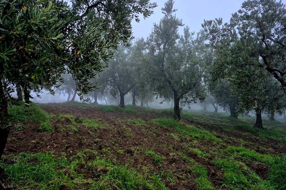 C21 Cius; Hamidiye Köyünde Yola 127 mt Cepheli Zeytinlik
