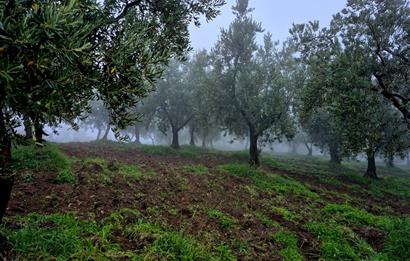 C21 Cius; Hamidiye Köyünde Yola 127 mt Cepheli Zeytinlik