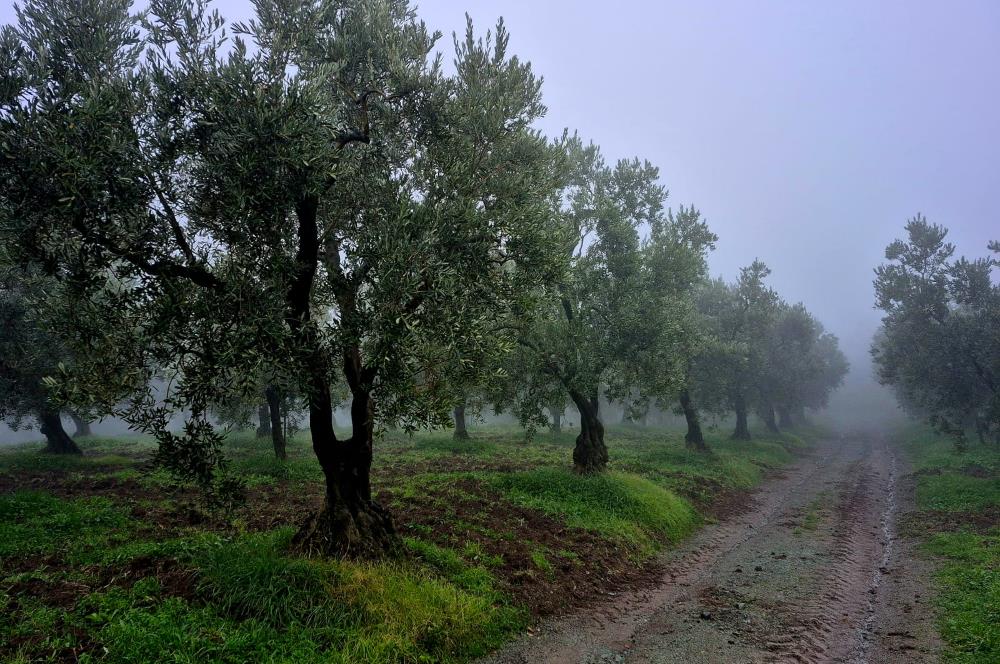 C21 Cius; Hamidiye Köyünde Yola 127 mt Cepheli Zeytinlik