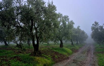 C21 Cius; Hamidiye Köyünde Yola 127 mt Cepheli Zeytinlik