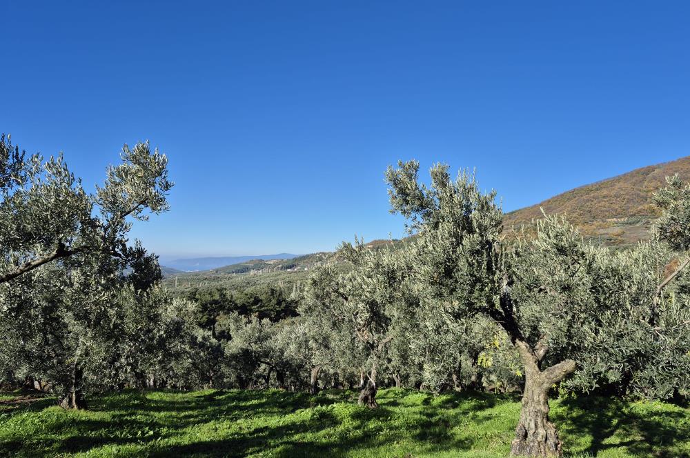 C21 Cius; Hamidiye Köyünde Yola Yakın Bakımlı Zeytinlik