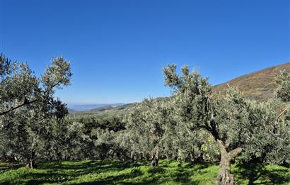 C21 Cius; Hamidiye Köyünde Yola Yakın Bakımlı Zeytinlik