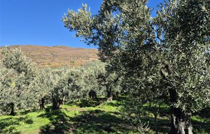 C21 Cius; Hamidiye Köyünde Yola Yakın Bakımlı Zeytinlik