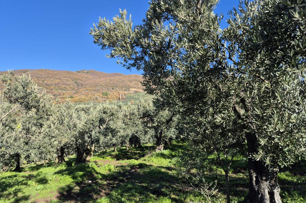 C21 Cius; Hamidiye Köyünde Yola Yakın Bakımlı Zeytinlik