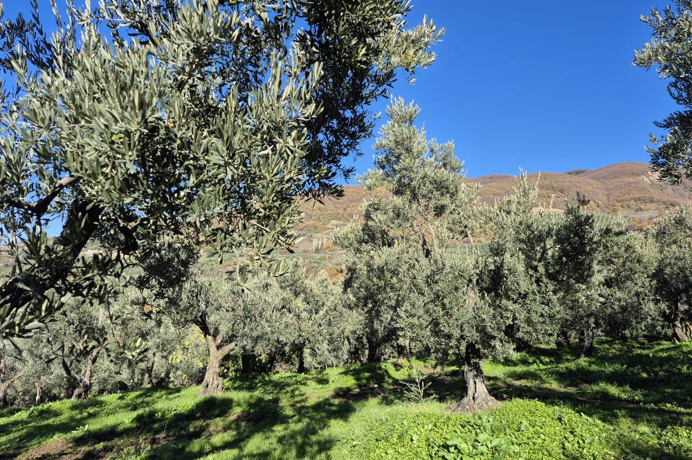 C21 Cius; Hamidiye Köyünde Yola Yakın Bakımlı Zeytinlik