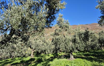 C21 Cius; Hamidiye Köyünde Yola Yakın Bakımlı Zeytinlik