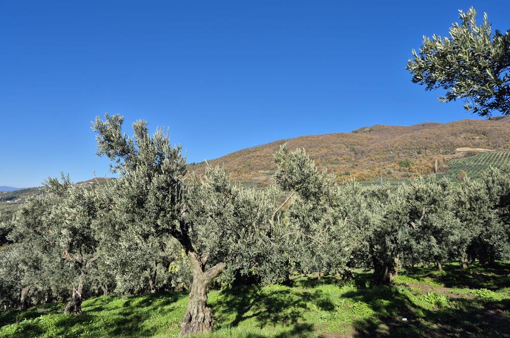 C21 Cius; Hamidiye Köyünde Yola Yakın Bakımlı Zeytinlik