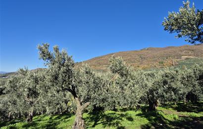 C21 Cius; Hamidiye Köyünde Yola Yakın Bakımlı Zeytinlik