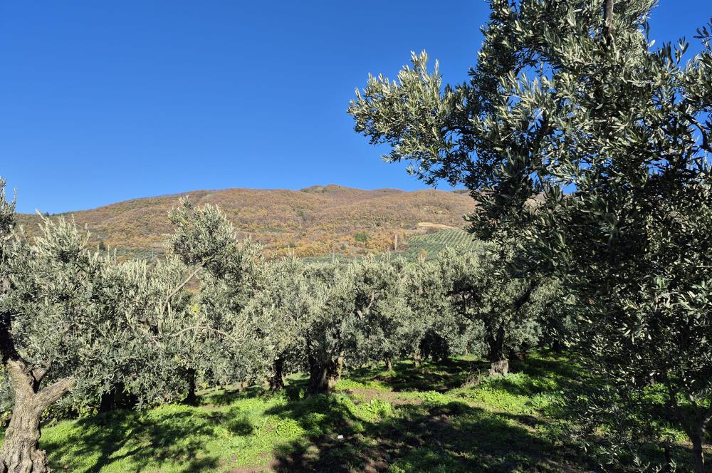 C21 Cius; Hamidiye Köyünde Yola Yakın Bakımlı Zeytinlik