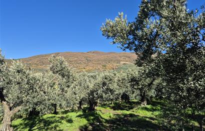 C21 Cius; Hamidiye Köyünde Yola Yakın Bakımlı Zeytinlik