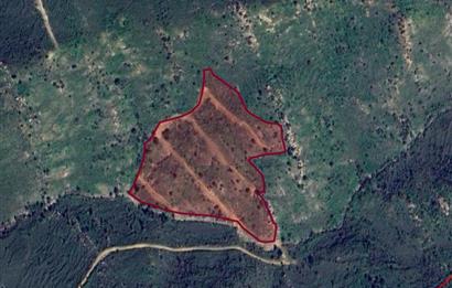 Bodrum Gümüşlük Dereköy'de Satılık Kooperatif Hissesi Tarla