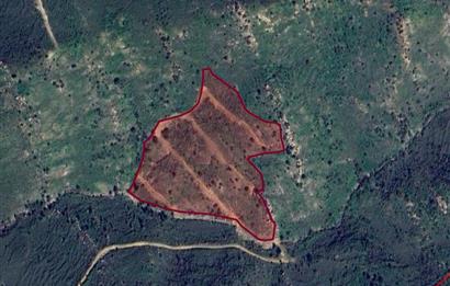 Bodrum Gümüşlük Dereköy'de Satılık Kooperatif Hissesi Tarla