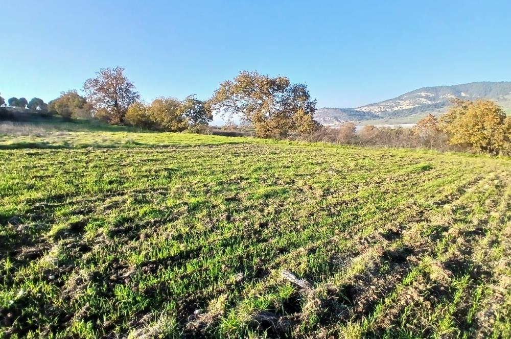 C21 LOCA'DAN BİGADİÇ ÇAMKÖY MAHALLESİNDE ACİL SATILIK TARLA