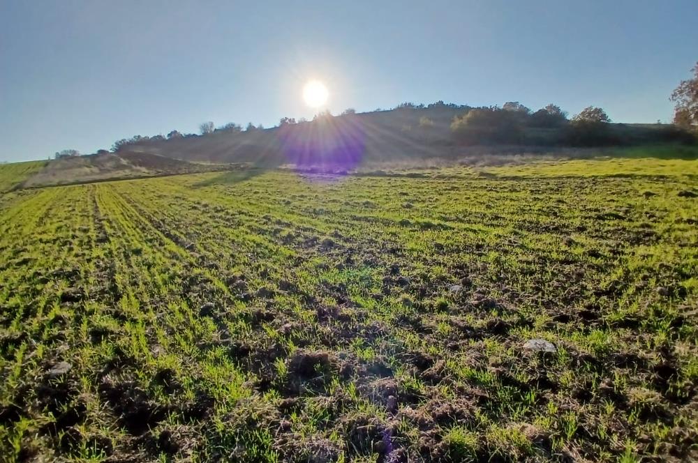 C21 LOCA'DAN BİGADİÇ ÇAMKÖY MAHALLESİNDE ACİL SATILIK TARLA