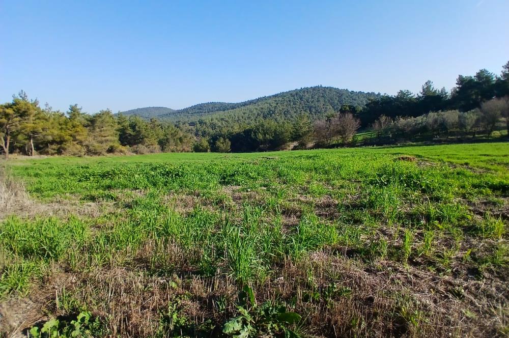 C21 LOCA'DAN BİGADİÇ ÇAMKÖY MAHALLESİNDE 1846,28M2 SATILIK TARLA