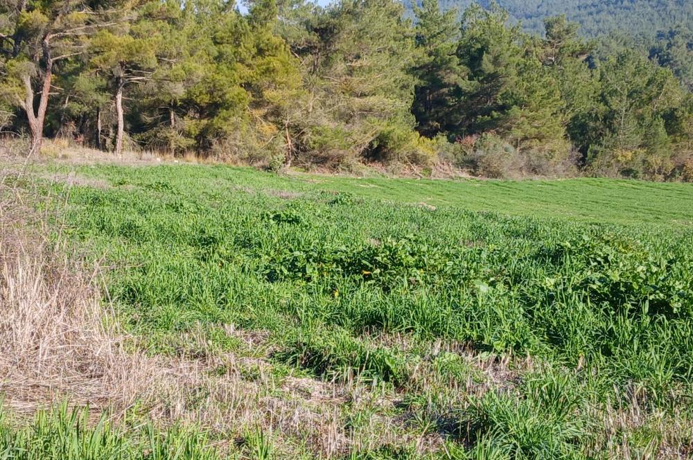 C21 LOCA'DAN BİGADİÇ ÇAMKÖY MAHALLESİNDE 1846,28M2 SATILIK TARLA