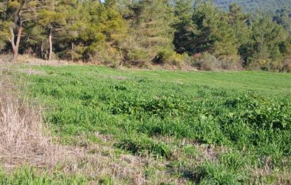 C21 LOCA'DAN BİGADİÇ ÇAMKÖY MAHALLESİNDE 1846,28M2 SATILIK TARLA