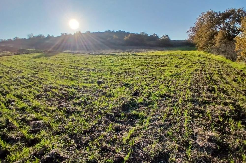 C21 LOCA'DAN BİGADİÇ ÇAMKÖY MAHALLESİNDE ACİL SATILIK TARLA