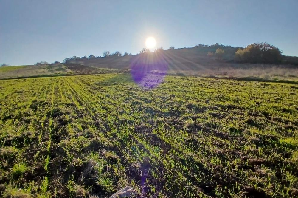 C21 LOCA'DAN BİGADİÇ ÇAMKÖY MAHALLESİNDE ACİL SATILIK TARLA