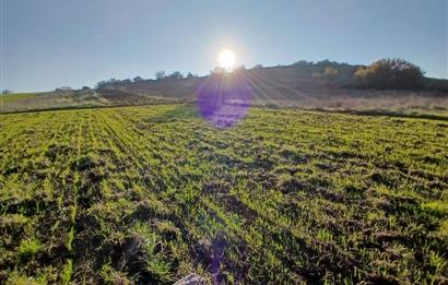 C21 LOCA'DAN BİGADİÇ ÇAMKÖY MAHALLESİNDE ACİL SATILIK TARLA