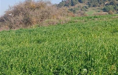 C21 LOCA'DAN BİGADİÇ ÇAMKÖY'DE DOĞA MANZARALI SATILIK TARLALAR