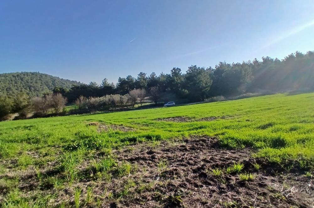 C21 LOCA'DAN BİGADİÇ ÇAMKÖY MAHALLESİNDE 1846,28M2 SATILIK TARLA