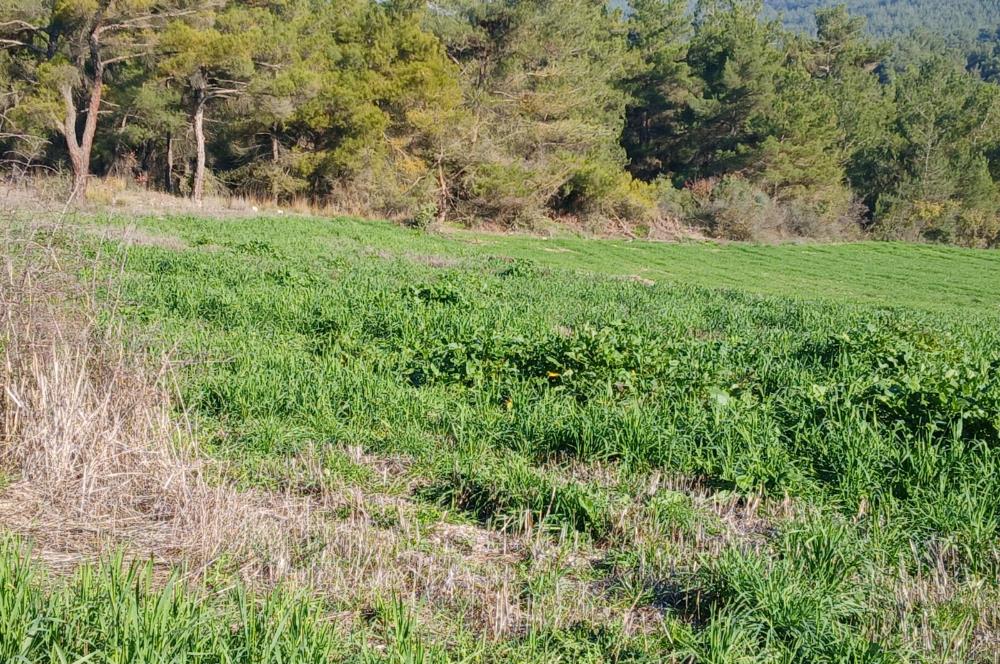 C21 LOCA'DAN BİGADİÇ ÇAMKÖY MAHALLESİNDE 1846,28M2 SATILIK TARLA