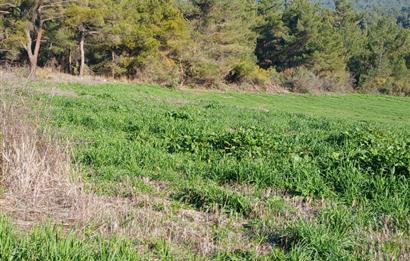 C21 LOCA'DAN BİGADİÇ ÇAMKÖY MAHALLESİNDE 1846,28M2 SATILIK TARLA