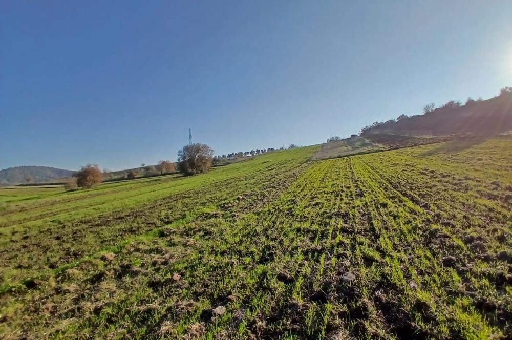 C21 LOCA'DAN BİGADİÇ ÇAMKÖY MAHALLESİNDE ACİL SATILIK TARLA