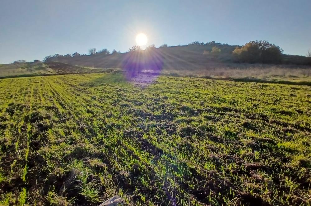 C21 LOCA'DAN BİGADİÇ ÇAMKÖY MAHALLESİNDE ACİL SATILIK TARLA