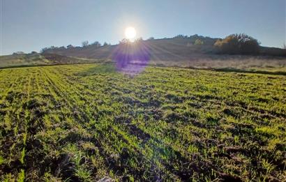 C21 LOCA'DAN BİGADİÇ ÇAMKÖY MAHALLESİNDE ACİL SATILIK TARLA