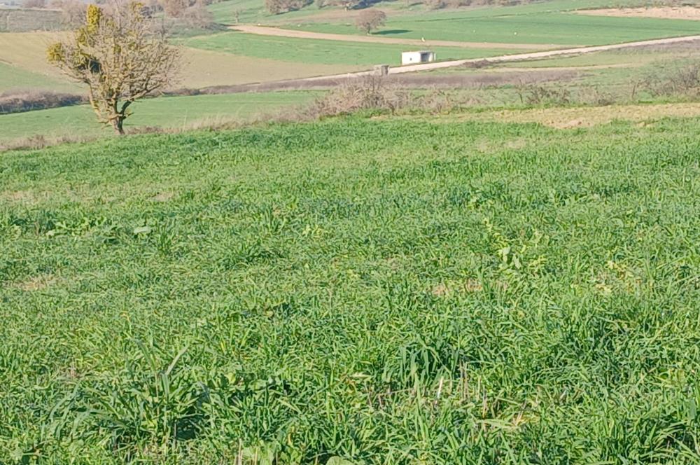 C21 LOCA'DAN BİGADİÇ ÇAMKÖY'DE DOĞA MANZARALI SATILIK TARLALAR