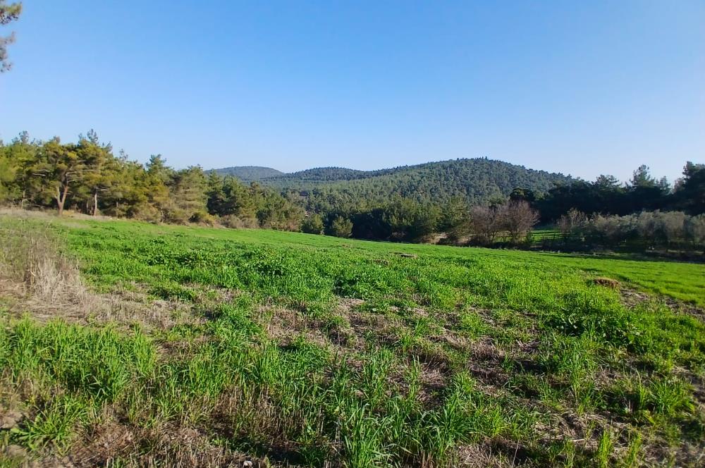 C21 LOCA'DAN BİGADİÇ ÇAMKÖY MAHALLESİNDE 1846,28M2 SATILIK TARLA