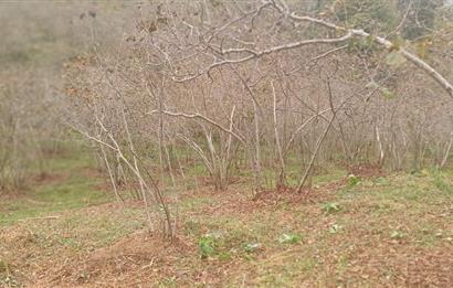 CENTURY 21'DEN PERŞEMBE YENİKÖY'DE DENİZ MANZARALI BAHÇE