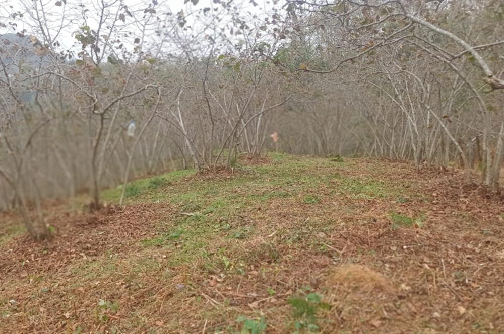 CENTURY 21'DEN PERŞEMBE YENİKÖY'DE DENİZ MANZARALI BAHÇE