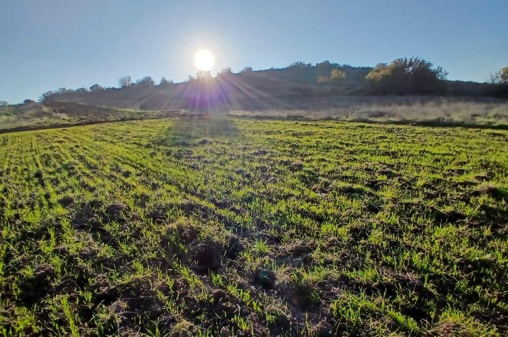 C21 LOCA'DAN BİGADİÇ ÇAMKÖY MAHALLESİNDE ACİL SATILIK TARLA