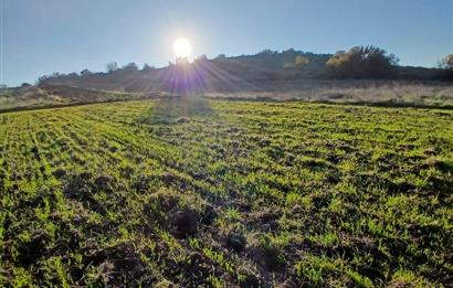 C21 LOCA'DAN BİGADİÇ ÇAMKÖY MAHALLESİNDE ACİL SATILIK TARLA