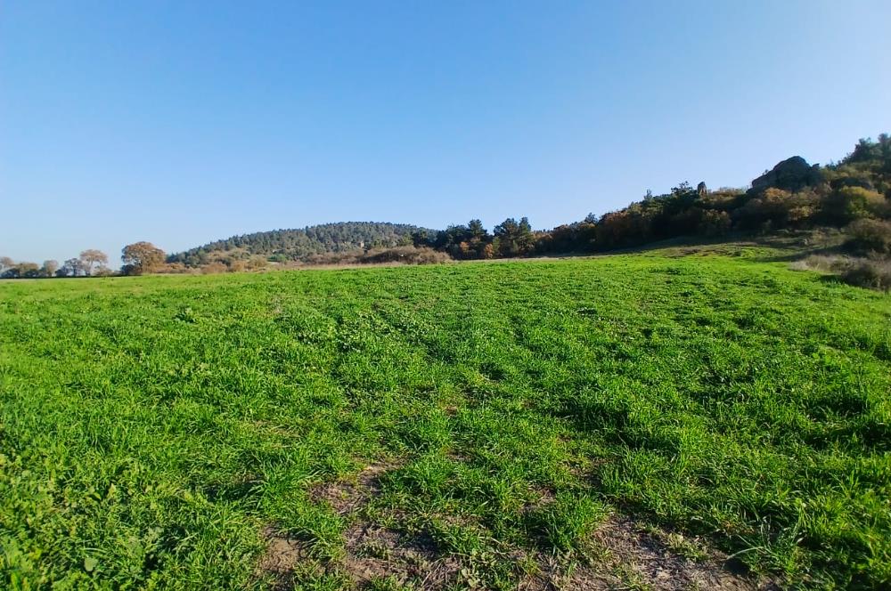 C21 LOCA'DAN BİGADİÇ ÇAMKÖY'DE DOĞA MANZARALI SATILIK TARLALAR