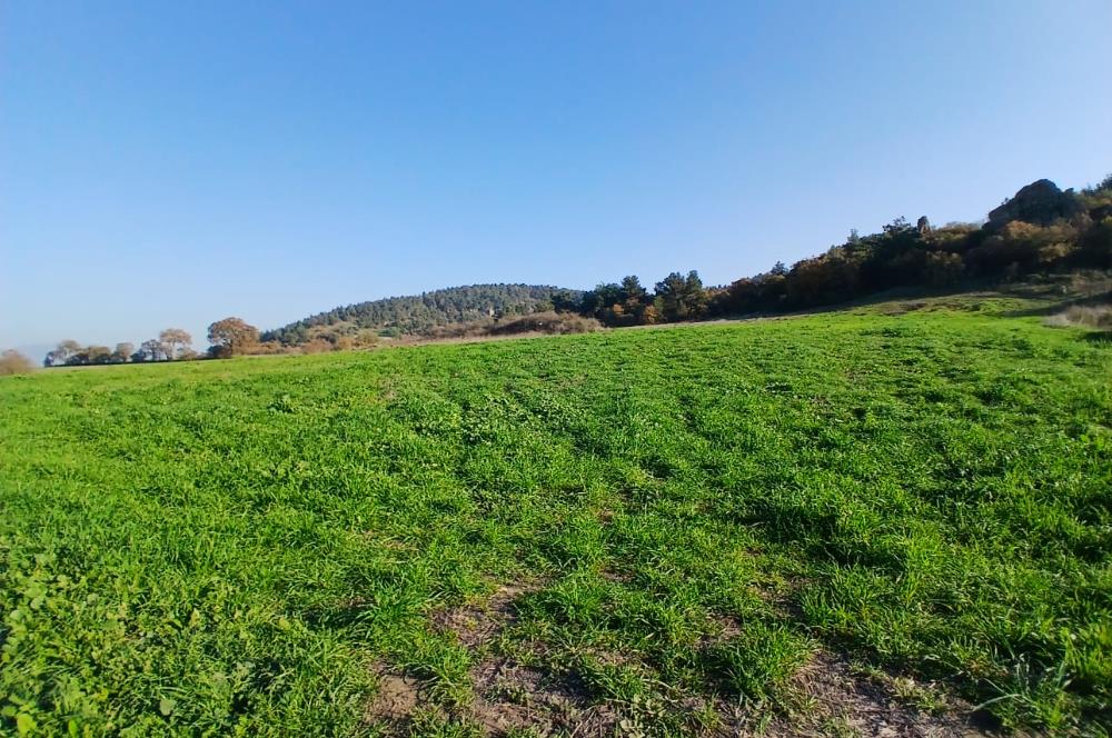 C21 LOCA'DAN BİGADİÇ ÇAMKÖY'DE DOĞA MANZARALI SATILIK TARLALAR